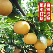 秋月梨，产地一手货源，量大优惠，欢迎新老客户前来合作