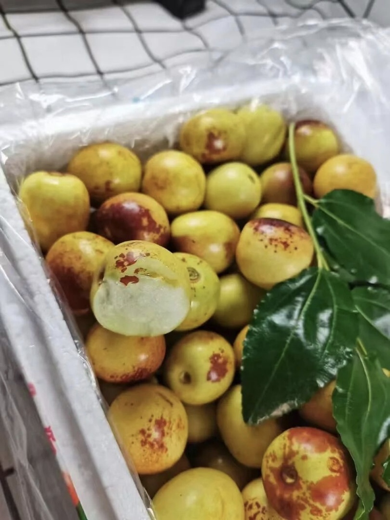 冬枣沾化冬枣现摘现发口感脆甜产地直供量大从优