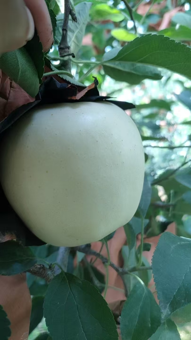 辽宁绥中黄元帅苹果大量有货/精品苹果产地直发量大优惠