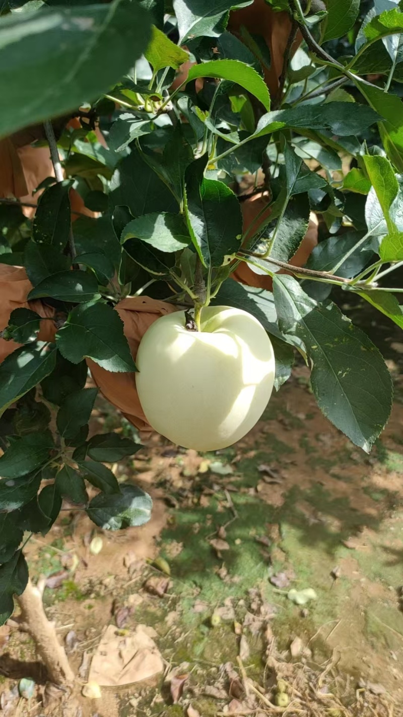 辽宁绥中黄元帅苹果大量有货/精品苹果产地直发量大优惠