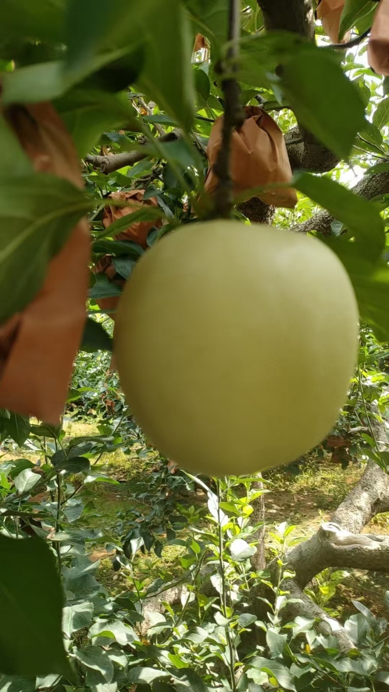 辽宁绥中黄元帅苹果大量有货/精品苹果产地直发量大优惠