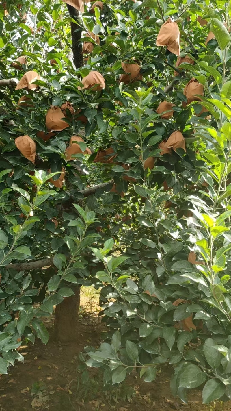 辽宁绥中黄元帅苹果大量有货/精品苹果产地直发量大优惠