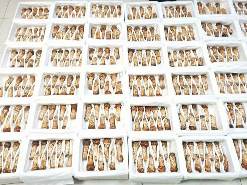延边珲春本地松茸批发零售