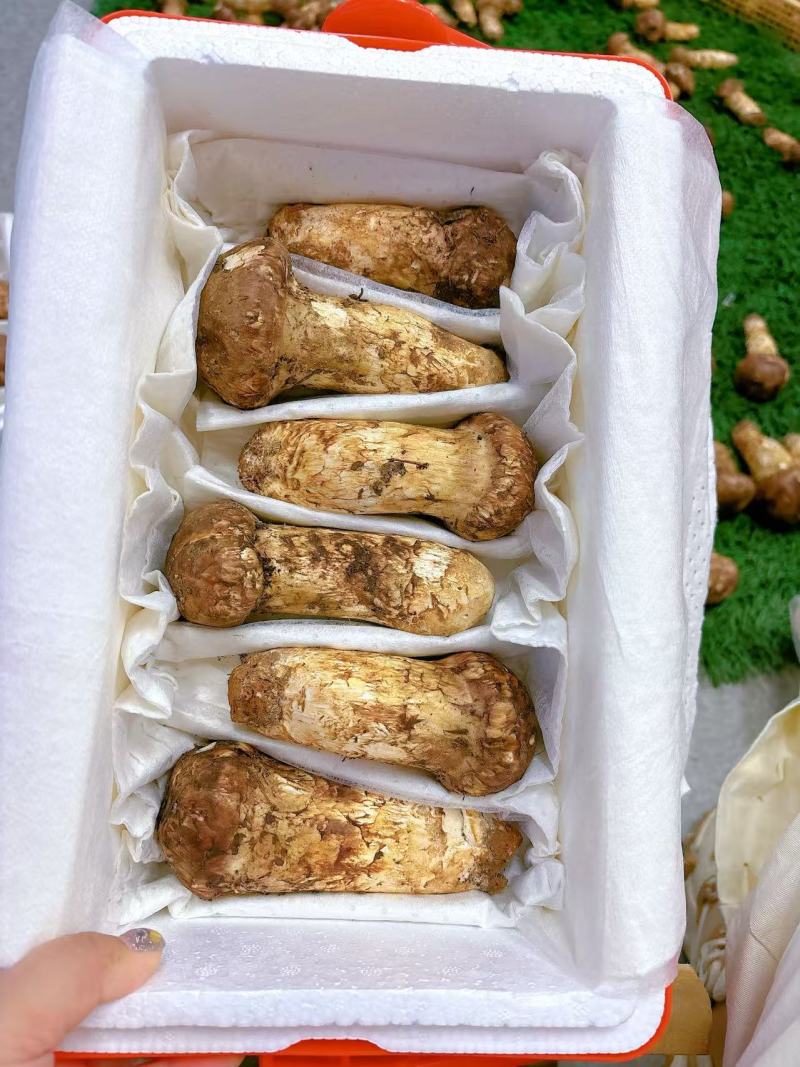 延边珲春本地松茸批发零售