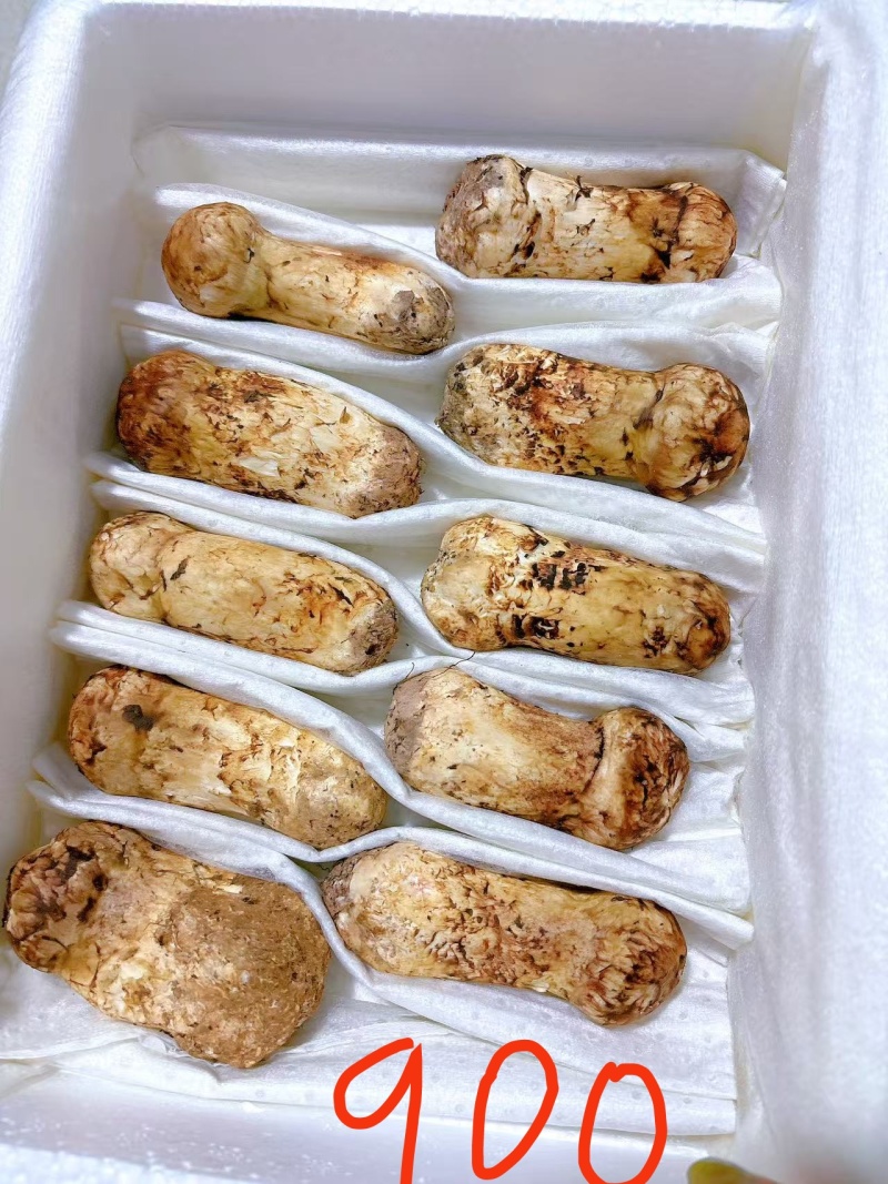 延边珲春本地松茸批发零售