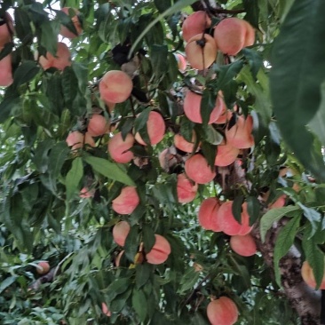 中秋蜜水蜜桃大量上市，欢迎全国各地老板联系
