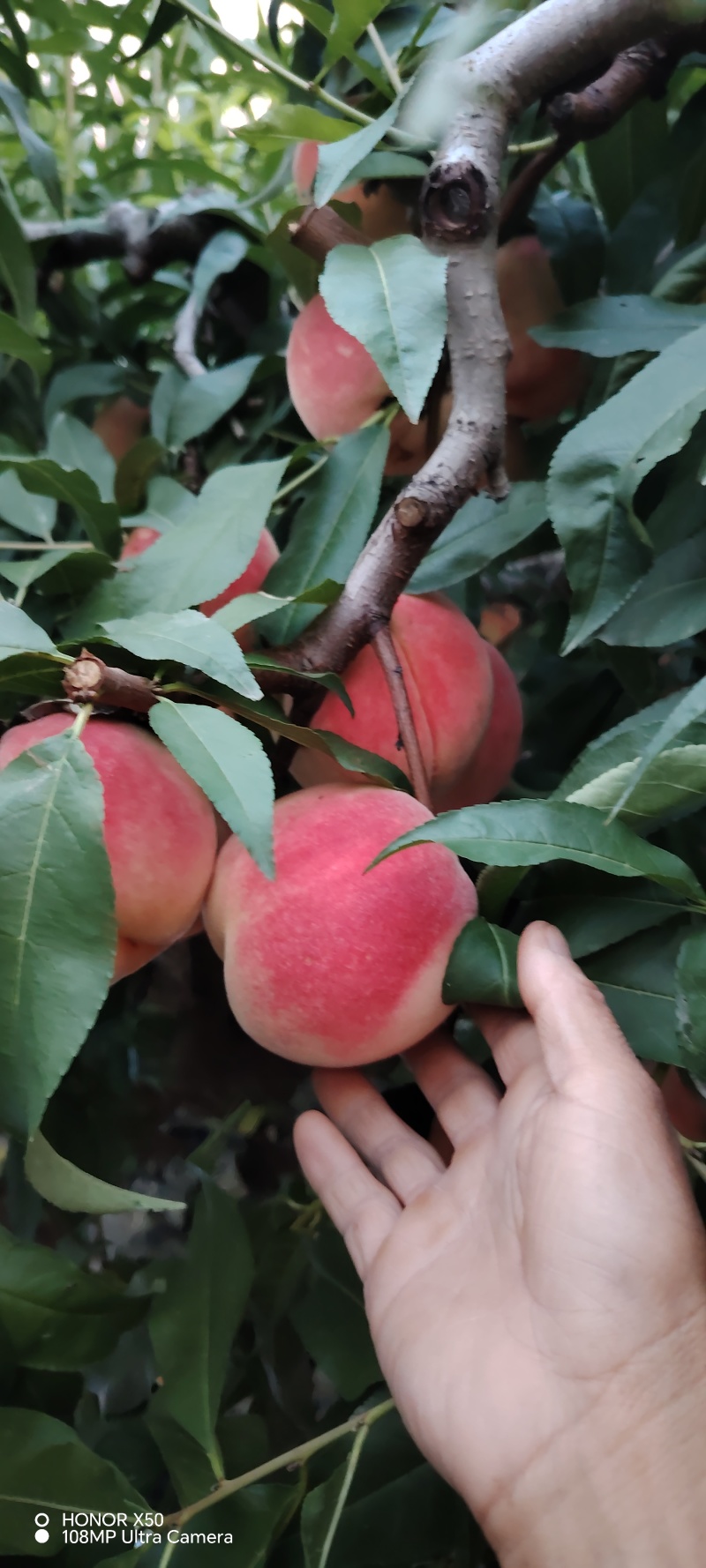 中秋蜜水蜜桃大量上市，欢迎全国各地老板联系