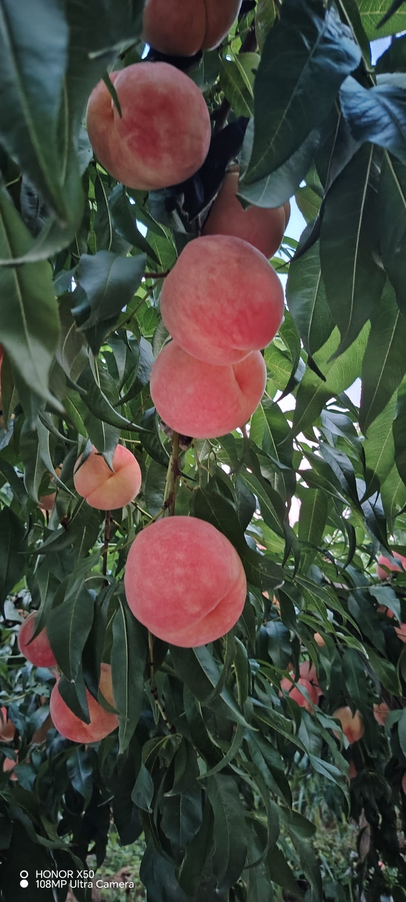 中秋蜜水蜜桃大量上市，欢迎全国各地老板联系