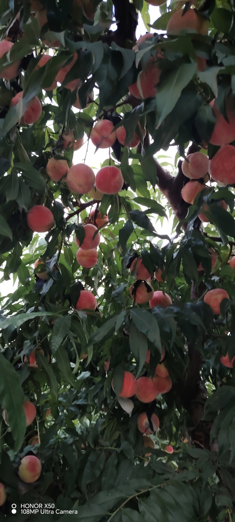 中秋蜜水蜜桃大量上市，欢迎全国各地老板联系