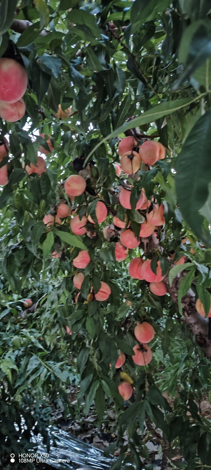 中秋蜜水蜜桃大量上市，欢迎全国各地老板联系