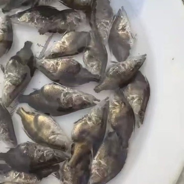 桂花鳜鱼苗/鱼苗/渔产/，现货足，支持全国发货，