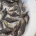 桂花鳜鱼苗/鱼苗/渔产/，现货足，支持全国发货，