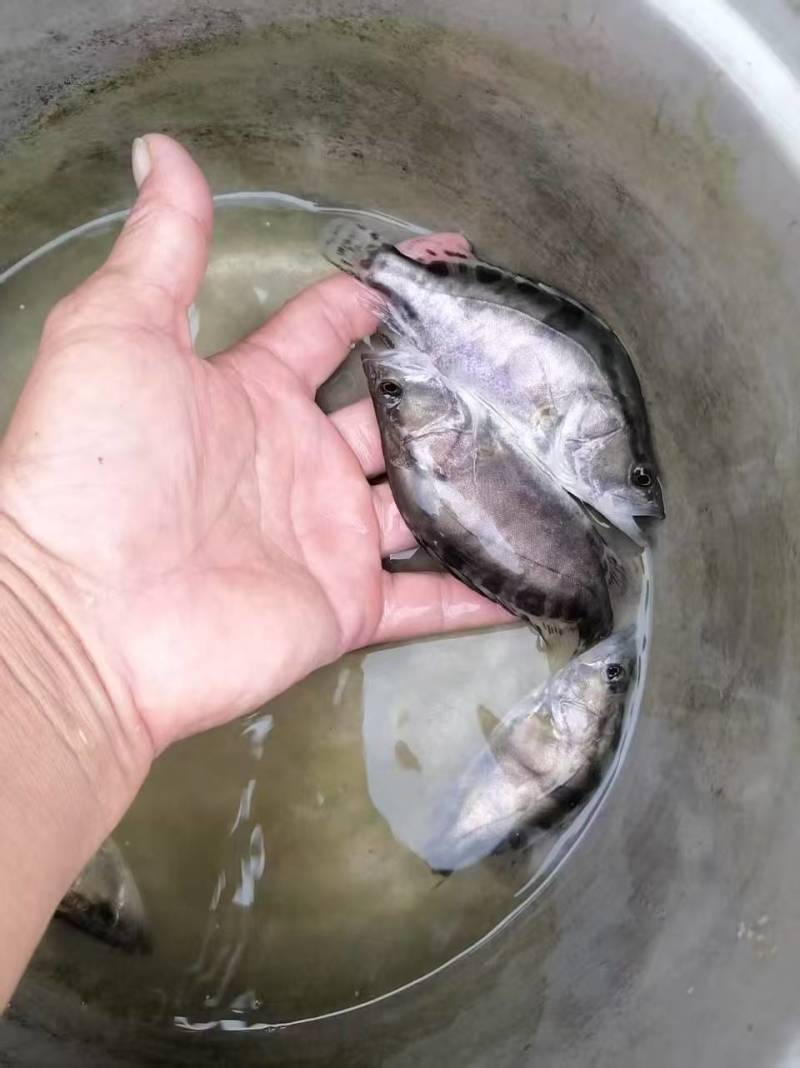 桂花鳜鱼苗/鱼苗/渔产/，现货足，支持全国发货，
