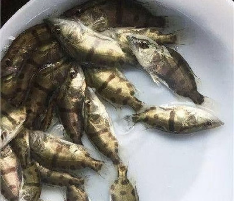 桂花鳜鱼苗/鱼苗/渔产/，现货足，支持全国发货，