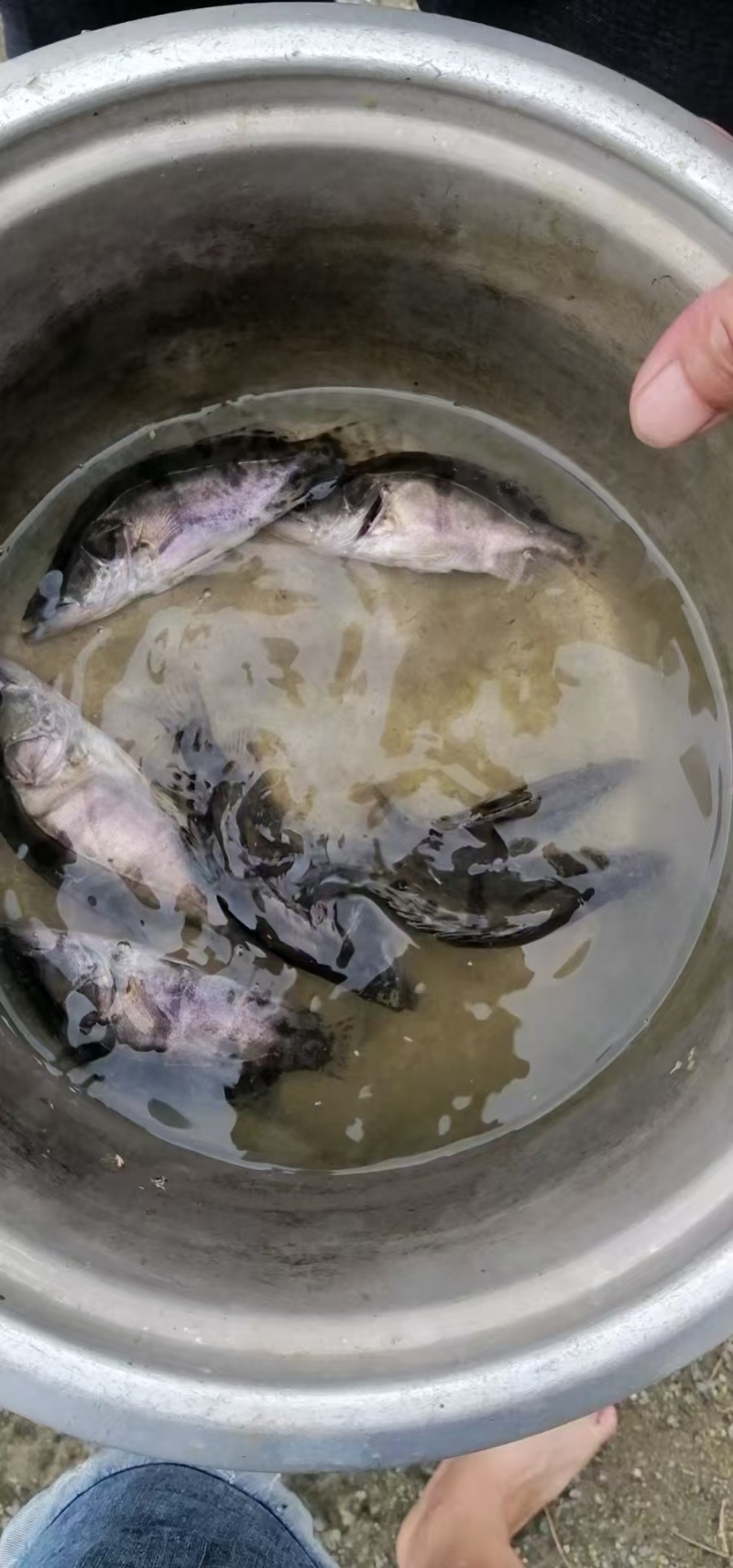 桂花鳜鱼苗/鱼苗/渔产/，现货足，支持全国发货，