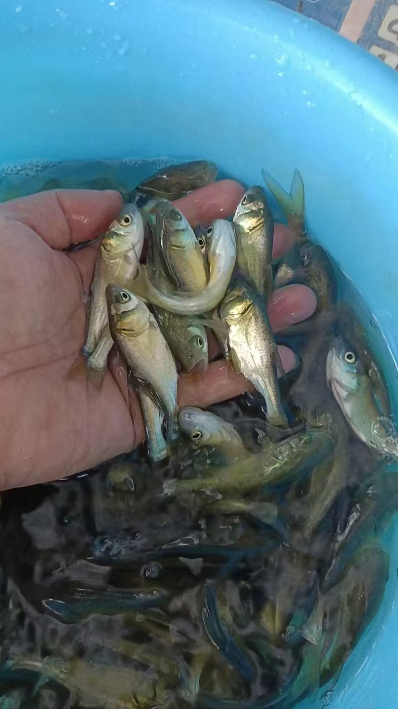 大头鱼苗/鱼苗/渔产/，现货足，支持全国发货，