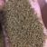 新疆孜然孜然碎半颗粒