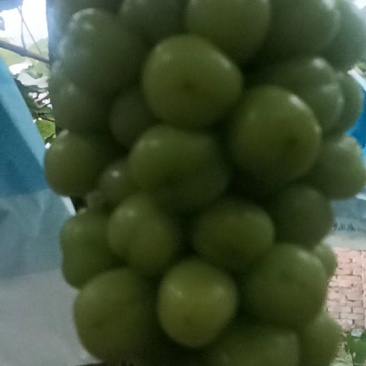 阳光玫瑰