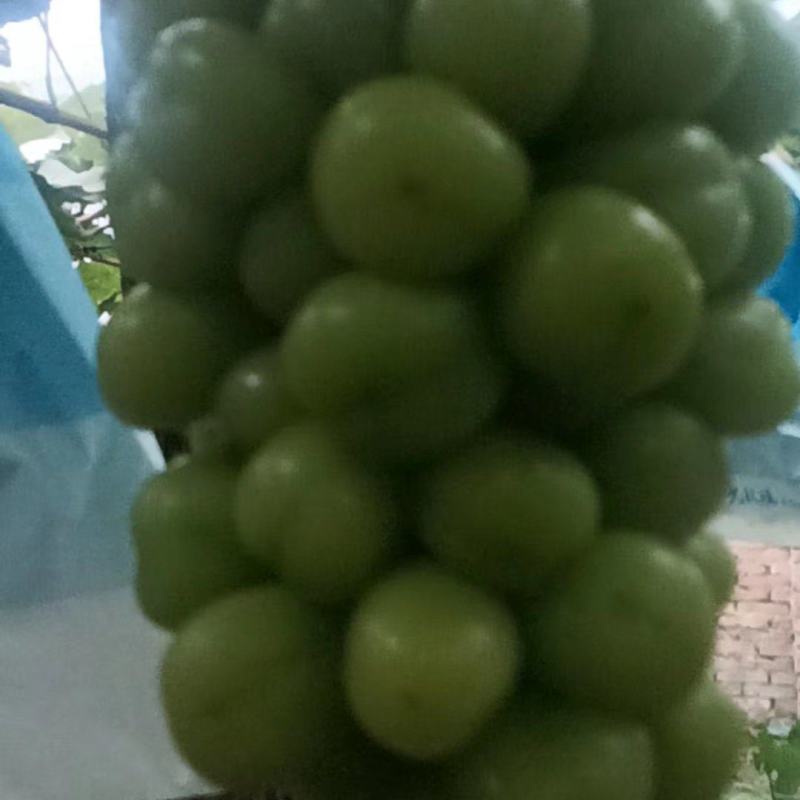 阳光玫瑰