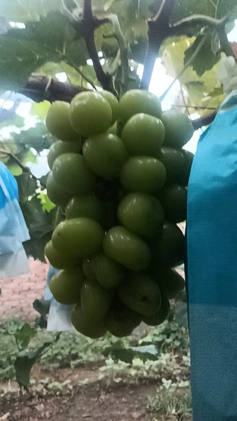 阳光玫瑰