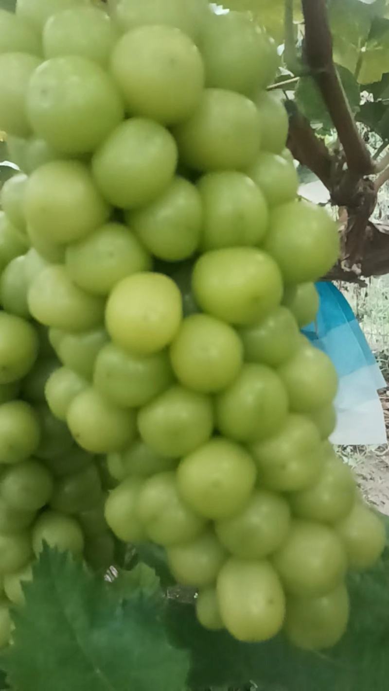 阳光玫瑰