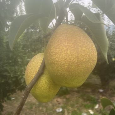 红香酥梨火暴热卖中