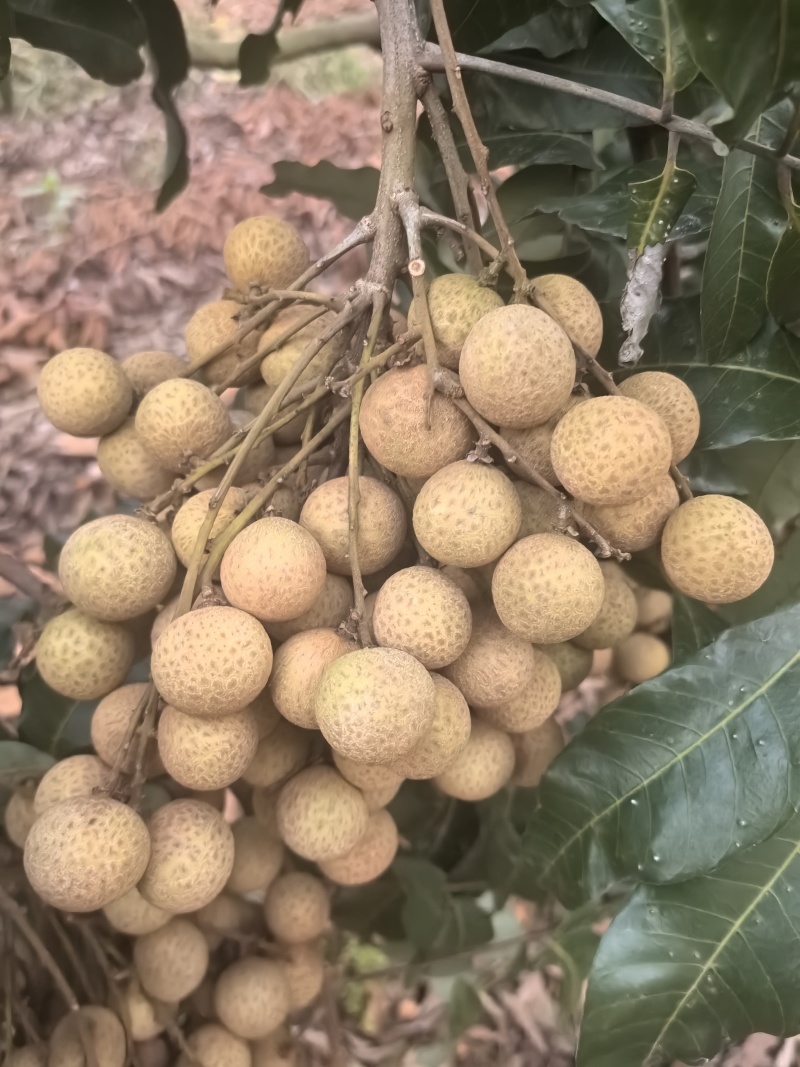龙眼(品种石硖)地里还有1千斤多斤