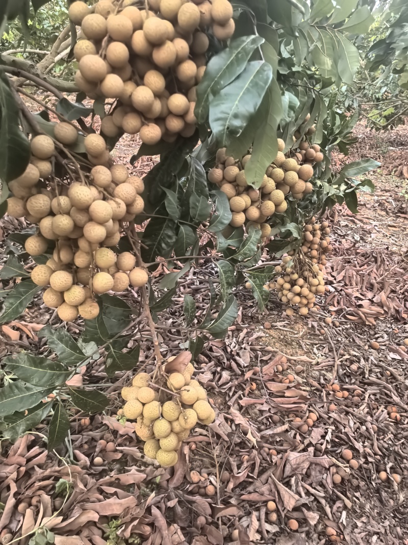 龙眼(品种石硖)地里还有1千斤多斤