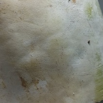 冬瓜