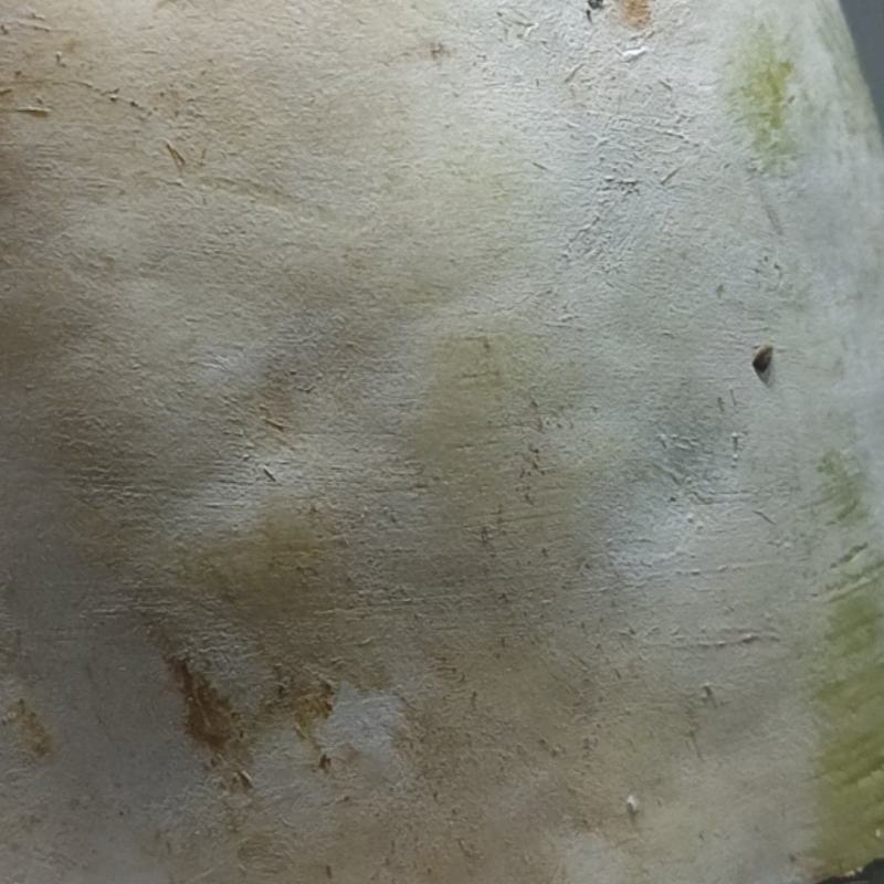 冬瓜