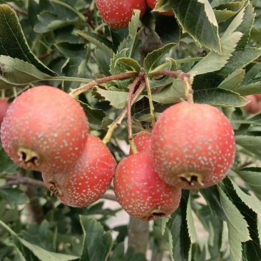 7月红山楂大量上市