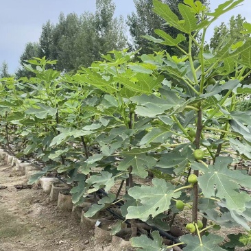 无花果杯苗(美植袋苗)带果带分枝