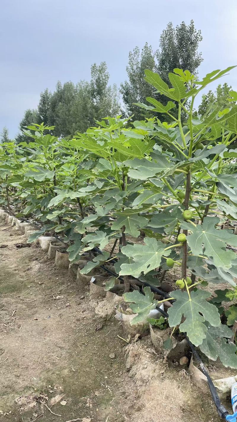 无花果杯苗(美植袋苗)带果带分枝