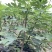 无花果杯苗(美植袋苗)带果带分枝