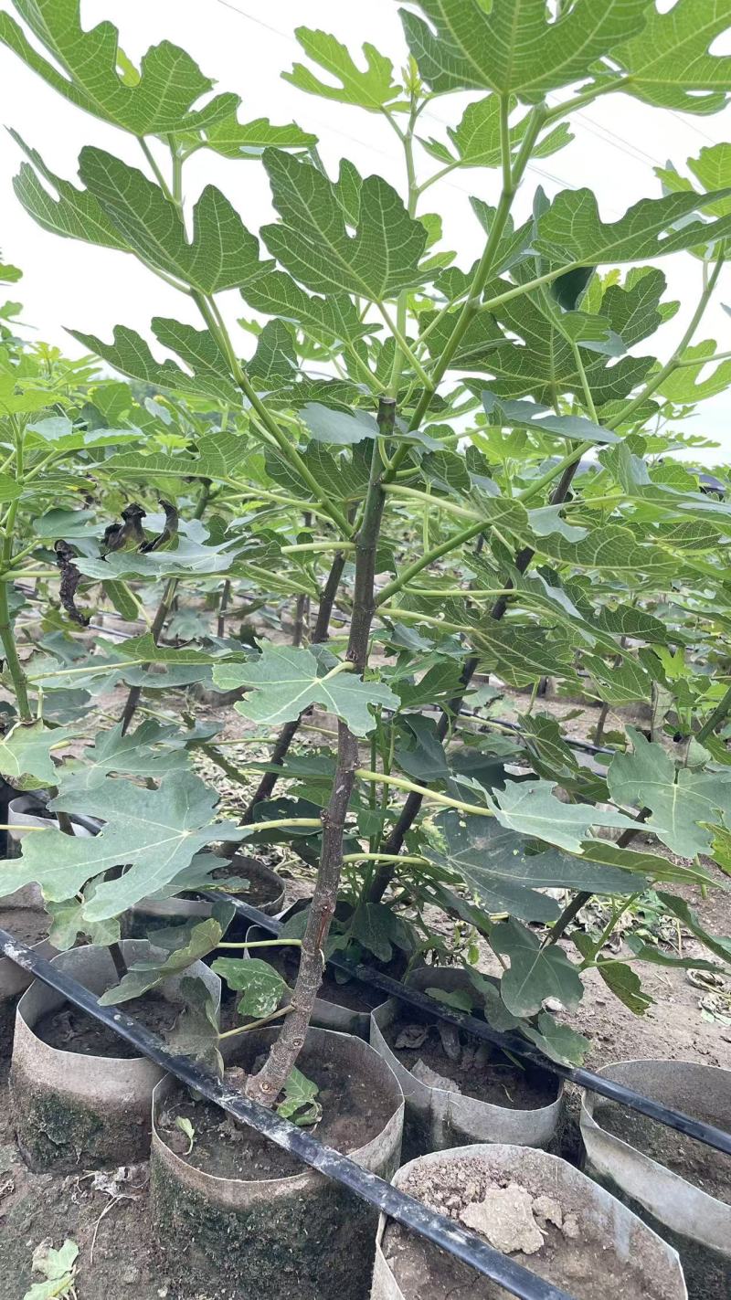 无花果杯苗(美植袋苗)带果带分枝