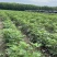 无花果杯苗(美植袋苗)带果带分枝