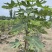 无花果杯苗(美植袋苗)带果带分枝