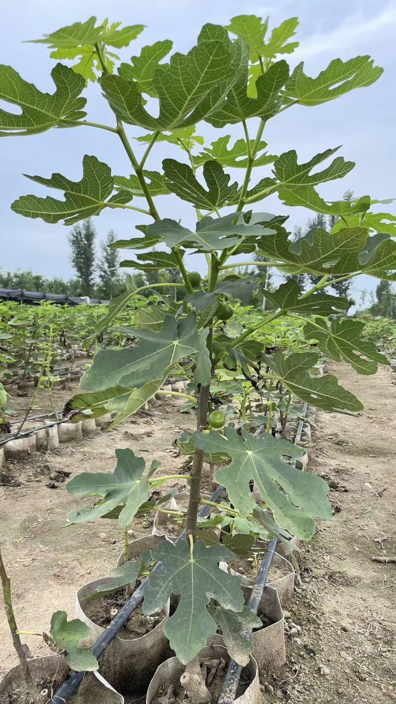 无花果杯苗(美植袋苗)带果带分枝