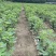 无花果杯苗(美植袋苗)带果带分枝