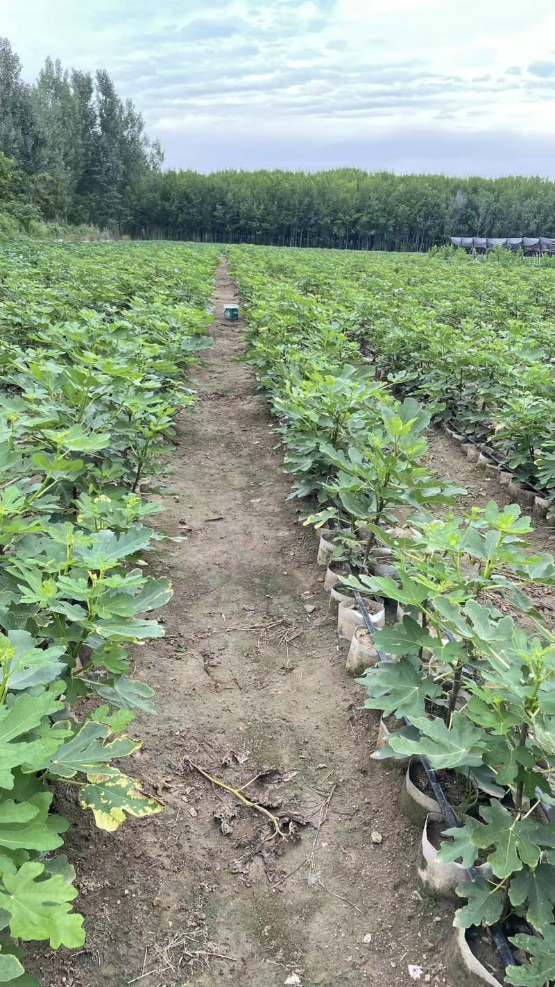 无花果杯苗(美植袋苗)带果带分枝