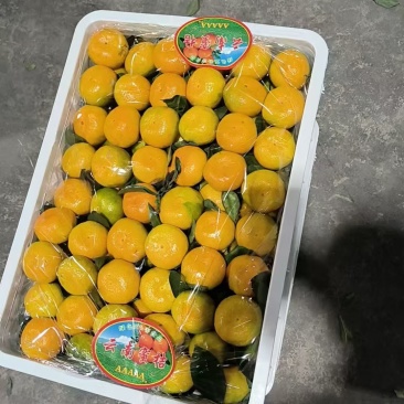 湖北蜜桔，一手货源，对接电商，市场，团购，外贸出口，