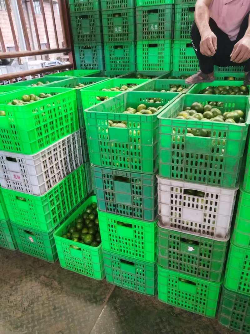 蜜橘四川蜜橘产地直发品质保障对接全国市场批发等