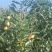 临朐精品小山枣