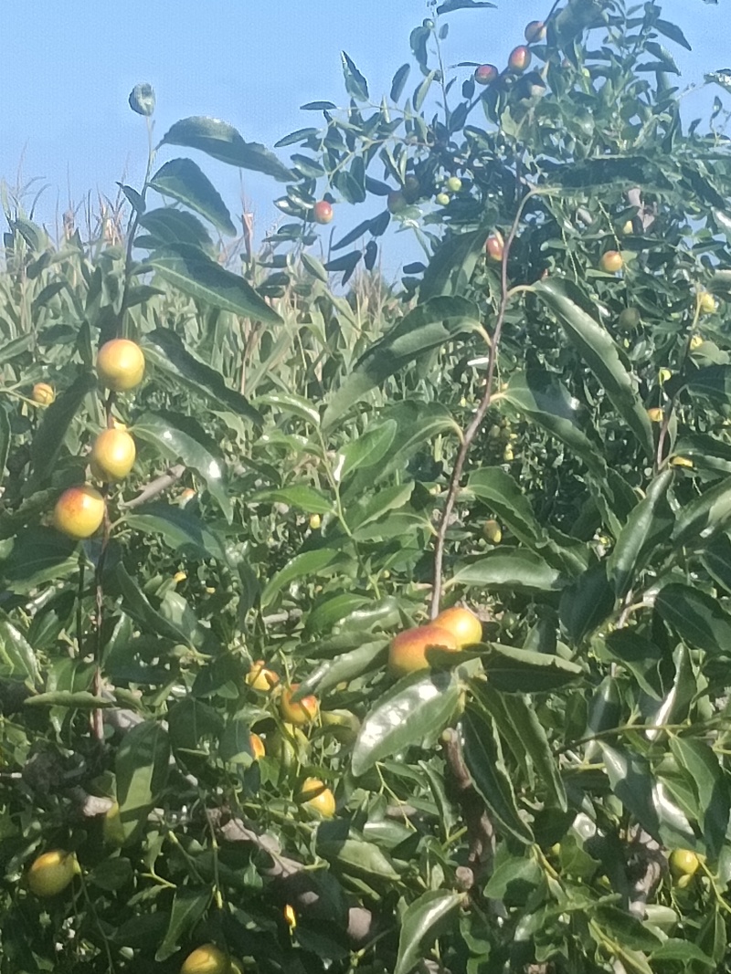 临朐精品小山枣
