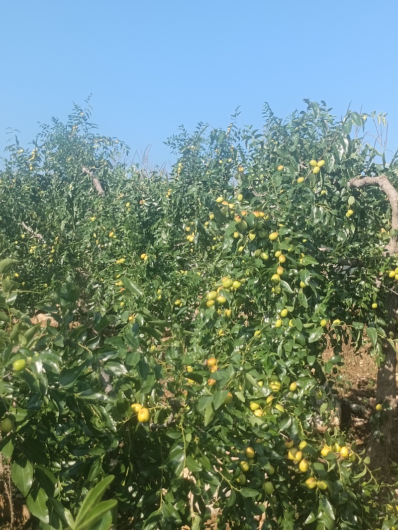 临朐精品小山枣