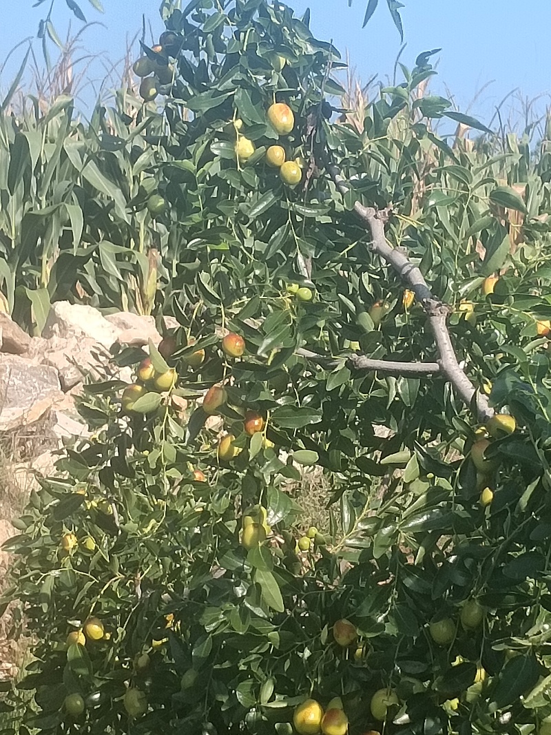 临朐精品小山枣