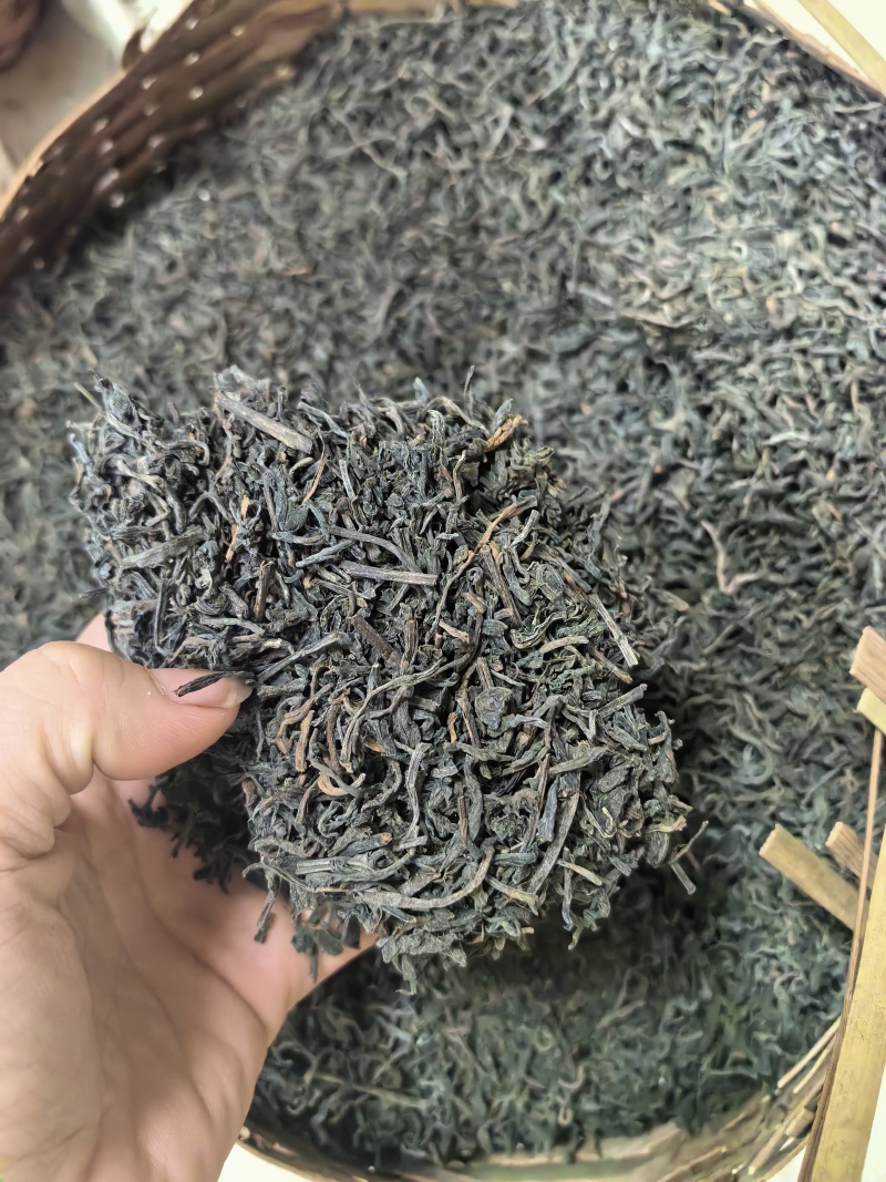 六堡茶的魅力，紫芽