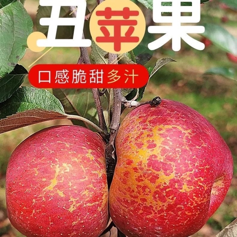 🔥昭通丑苹果大量现货，口感脆甜，价格实惠，电话