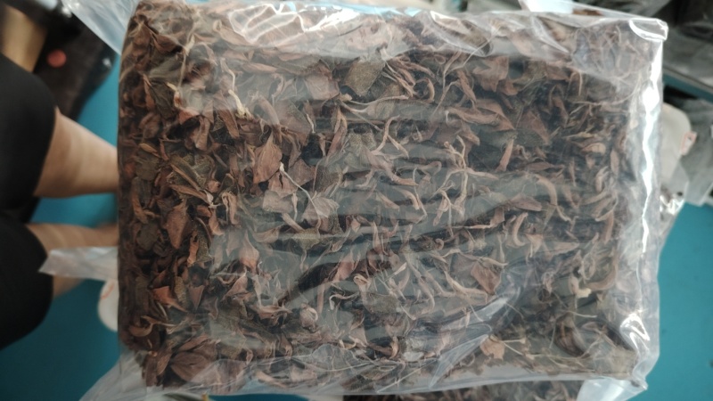 金线莲福建红霞品种