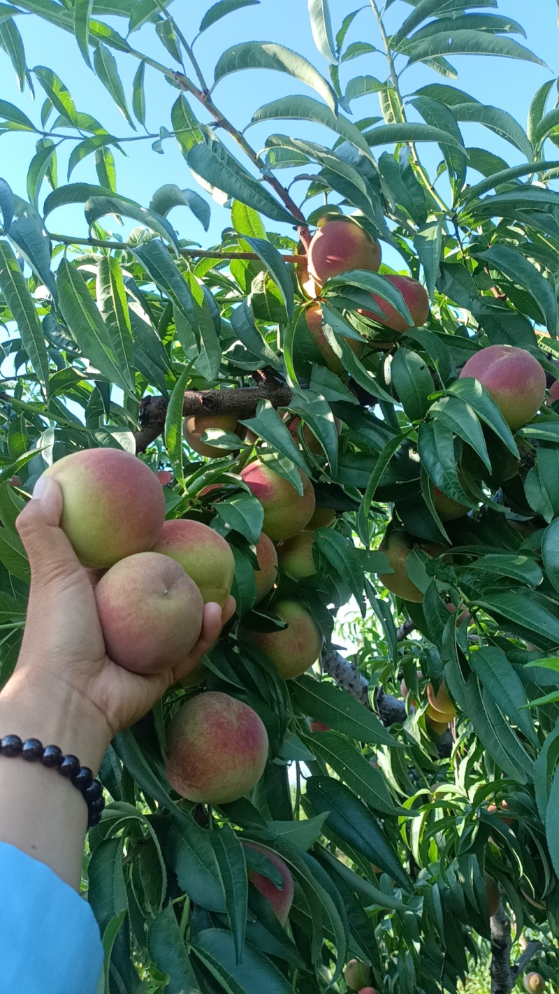 山东沂蒙山青州蜜桃大量现货大量上市要货提前订糖度16以上